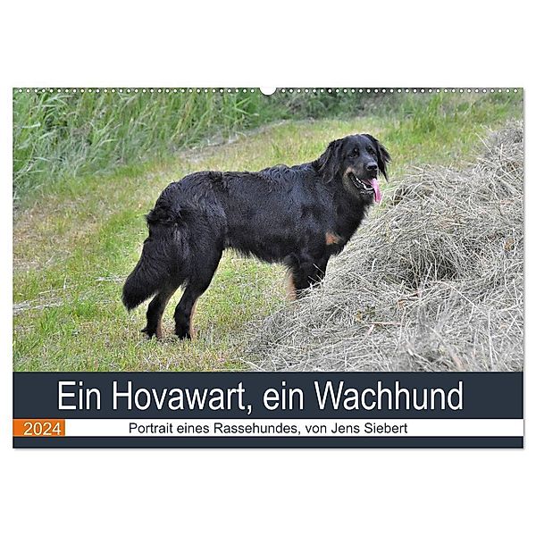 Ein Hovawart, ein Wachhund (Wandkalender 2024 DIN A2 quer), CALVENDO Monatskalender, Jens Siebert
