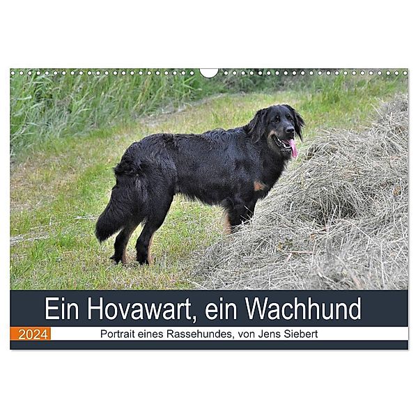 Ein Hovawart, ein Wachhund (Wandkalender 2024 DIN A3 quer), CALVENDO Monatskalender, Jens Siebert