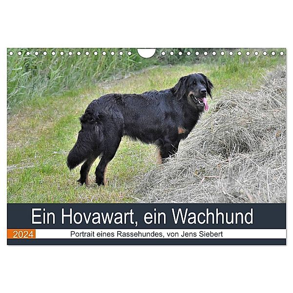 Ein Hovawart, ein Wachhund (Wandkalender 2024 DIN A4 quer), CALVENDO Monatskalender, Jens Siebert