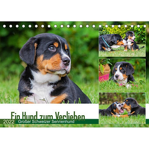 Ein Hund zum Verlieben - Großer Schweizer Sennenhund (Tischkalender 2022 DIN A5 quer), N N