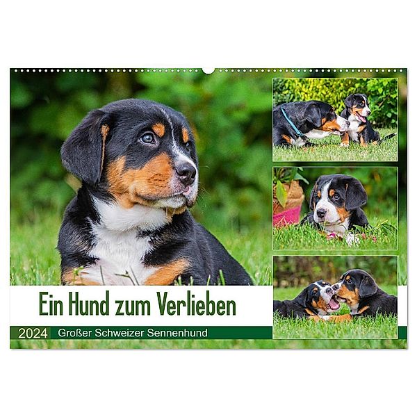 Ein Hund zum Verlieben - Grosser Schweizer Sennenhund (Wandkalender 2024 DIN A2 quer), CALVENDO Monatskalender, Calvendo