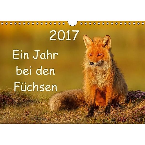 Ein Jahr bei den Füchsen (Wandkalender 2017 DIN A4 quer), Gabi Marklein