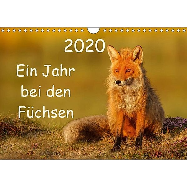 Ein Jahr bei den Füchsen (Wandkalender 2020 DIN A4 quer), Gabi Marklein