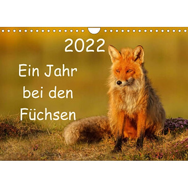 Ein Jahr bei den Füchsen (Wandkalender 2022 DIN A4 quer), Gabi Marklein