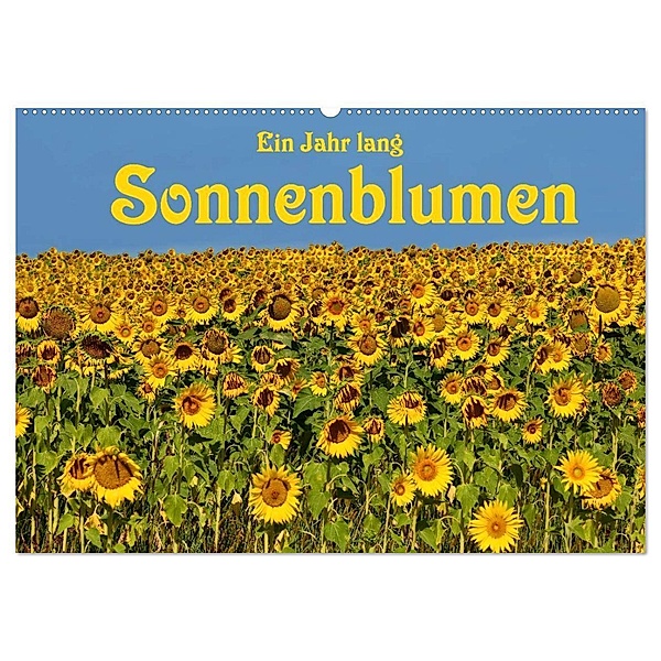 Ein Jahr lang Sonnenblumen (Wandkalender 2024 DIN A2 quer), CALVENDO Monatskalender, Anke van Wyk - www.germanpix.net