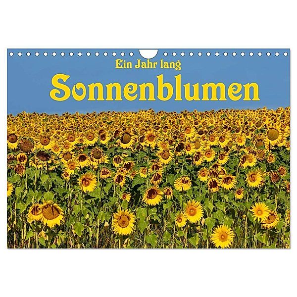 Ein Jahr lang Sonnenblumen (Wandkalender 2024 DIN A4 quer), CALVENDO Monatskalender, Anke van Wyk - www.germanpix.net