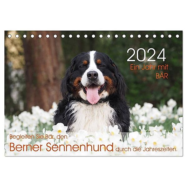 Ein Jahr mit BÄR. Begleiten Sie Bär, den Berner Sennenhund, durch die Jahreszeiten. (Tischkalender 2024 DIN A5 quer), CALVENDO Monatskalender, Sonja Brenner