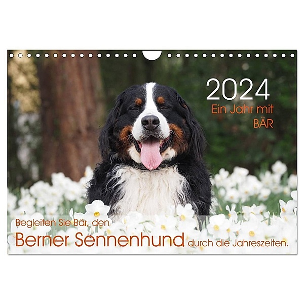 Ein Jahr mit BÄR. Begleiten Sie Bär, den Berner Sennenhund, durch die Jahreszeiten. (Wandkalender 2024 DIN A4 quer), CALVENDO Monatskalender, Sonja Brenner