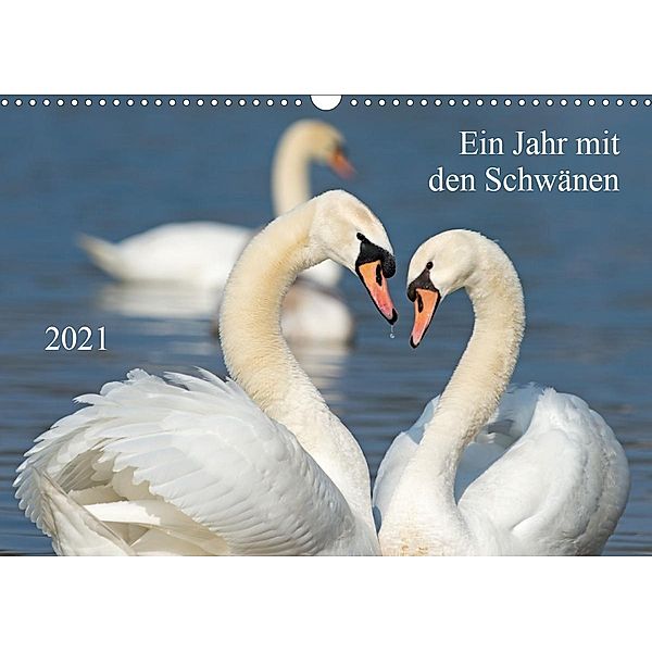 Ein Jahr mit den SchwänenCH-Version (Wandkalender 2021 DIN A3 quer), Roland T. Frank