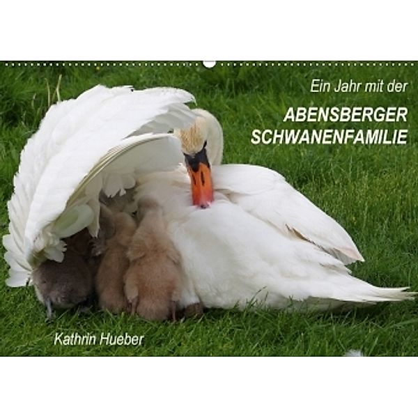 Ein Jahr mit der Abensberger Schwanenfamilie (Wandkalender 2017 DIN A2 quer), Kathrin Hueber