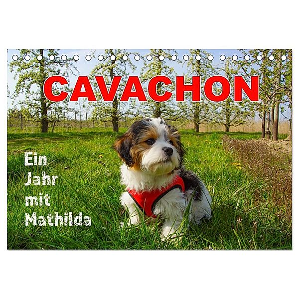 Ein Jahr mit Mathilda CAVACHON (Tischkalender 2024 DIN A5 quer), CALVENDO Monatskalender, Martina Kröger