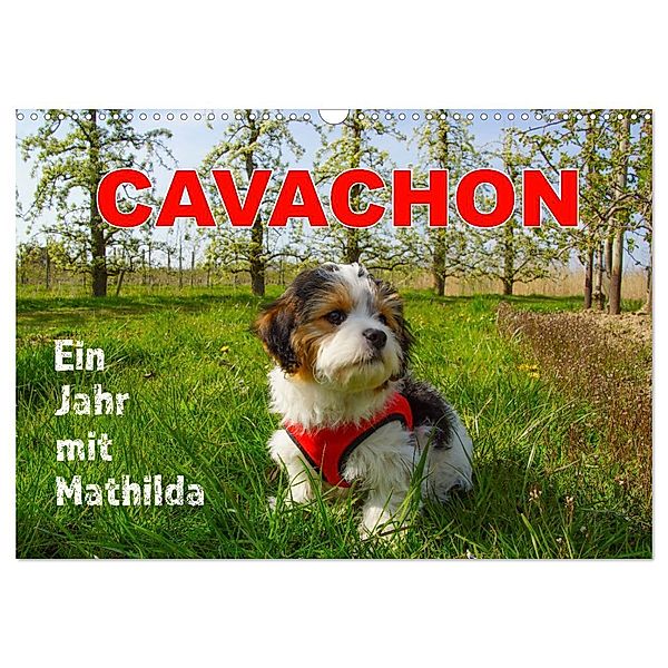 Ein Jahr mit Mathilda CAVACHON (Wandkalender 2024 DIN A3 quer), CALVENDO Monatskalender, Martina Kröger