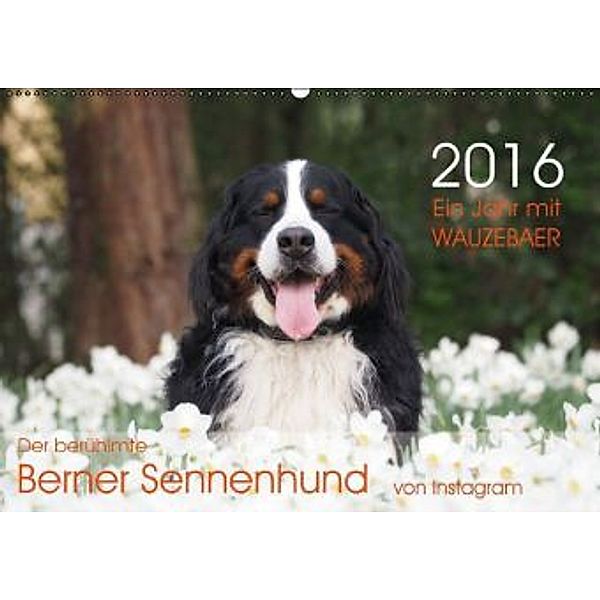 Ein Jahr mit WAUZEBAER - Der berühmte Berner Sehnenhund von Instagram (Wandkalender 2016 DIN A2 quer), Sonja Brenner