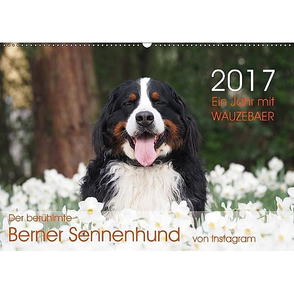 Ein Jahr mit WAUZEBAER - Der berühmte Berner Sennenhund von Instagram (Wandkalender 2017 DIN A2 quer), Sonja Brenner