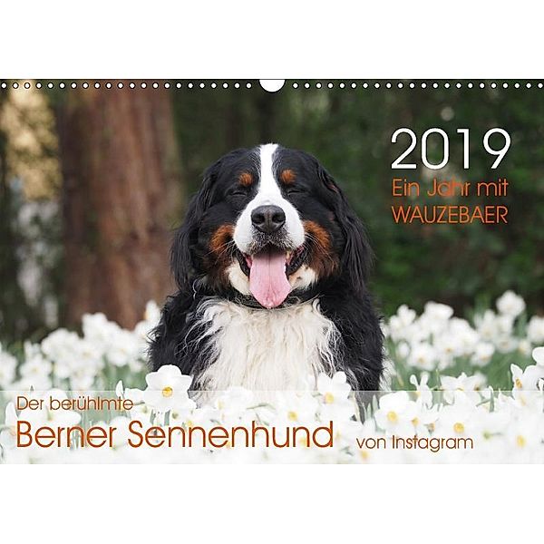 Ein Jahr mit WAUZEBAER - Der berühmte Berner Sennenhund von Instagram (Wandkalender 2019 DIN A3 quer), Sonja Brenner