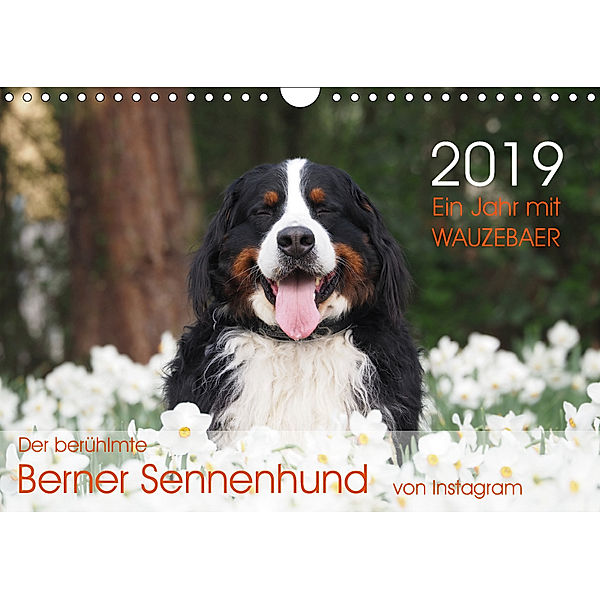 Ein Jahr mit WAUZEBAER - Der berühmte Berner Sennenhund von Instagram (Wandkalender 2019 DIN A4 quer), Sonja Brenner