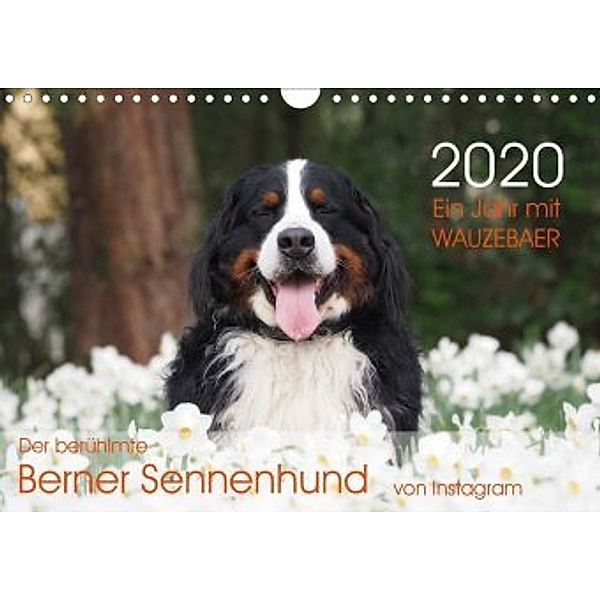 Ein Jahr mit WAUZEBAER - Der berühmte Berner Sennenhund von Instagram (Wandkalender 2020 DIN A4 quer), Sonja Brenner