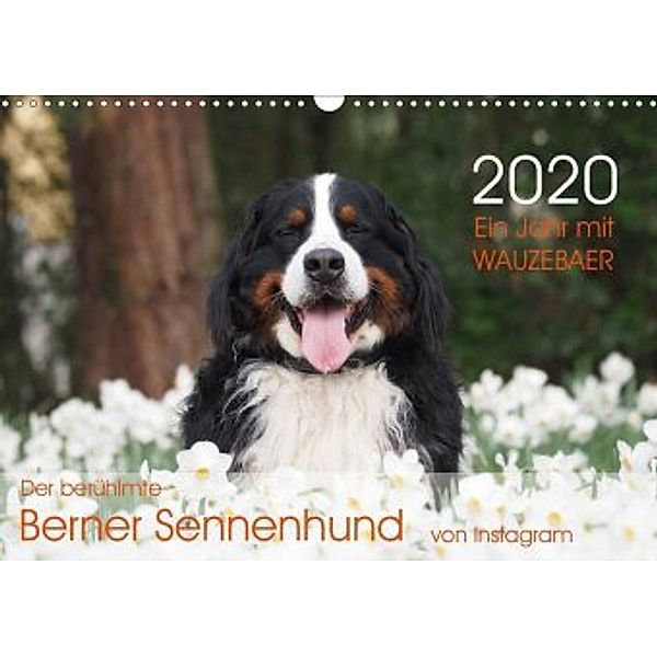Ein Jahr mit WAUZEBAER - Der berühmte Berner Sennenhund von Instagram (Wandkalender 2020 DIN A3 quer), Sonja Brenner