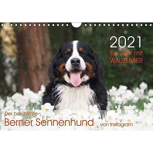 Ein Jahr mit WAUZEBAER - Der berühmte Berner Sennenhund von Instagram (Wandkalender 2021 DIN A4 quer), Sonja Brenner