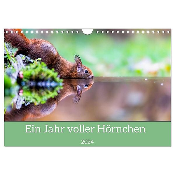 Ein Jahr voller Hörnchen (Wandkalender 2024 DIN A4 quer), CALVENDO Monatskalender, ellenlichtenheldt