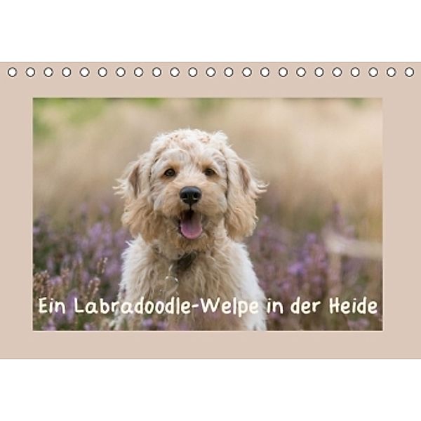 Ein Labradoodle-Welpe in der Heide (Tischkalender 2016 DIN A5 quer), Sonja Teßen