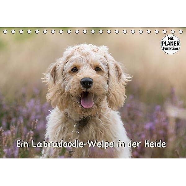 Ein Labradoodle-Welpe in der Heide (Tischkalender 2017 DIN A5 quer), Sonja Teßen