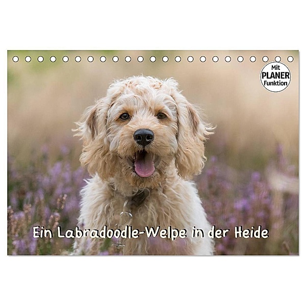 Ein Labradoodle-Welpe in der Heide (Tischkalender 2024 DIN A5 quer), CALVENDO Monatskalender, Sonja Teßen