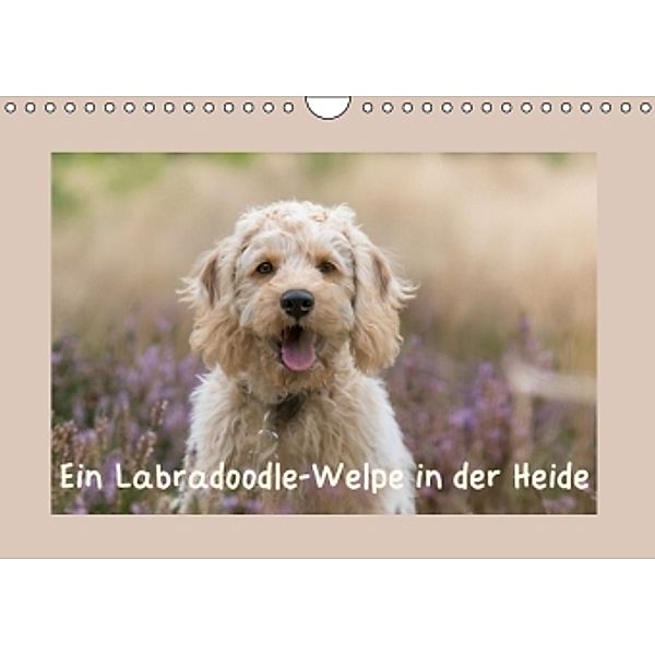 Ein Labradoodle-Welpe in der Heide (Wandkalender 2016 DIN A4 quer), Sonja Teßen