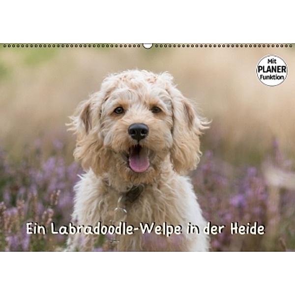 Ein Labradoodle-Welpe in der Heide (Wandkalender 2017 DIN A2 quer), Sonja Teßen