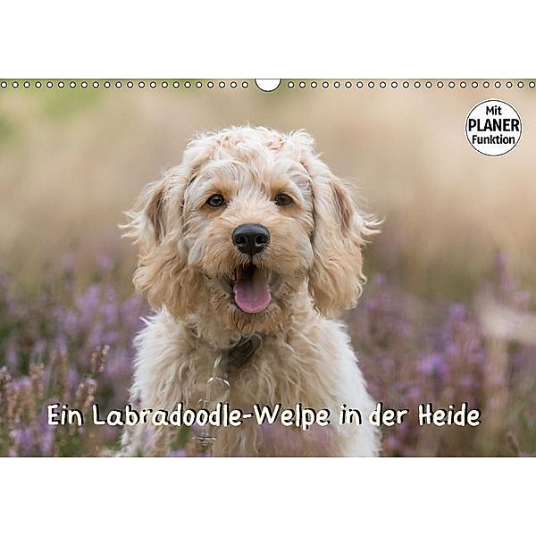 Ein Labradoodle-Welpe in der Heide (Wandkalender 2017 DIN A3 quer), Sonja Teßen