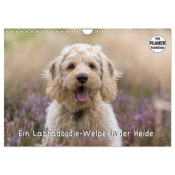 Ein Labradoodle-Welpe in der Heide (Wandkalender 2024 DIN A4 quer), CALVENDO Monatskalender, Sonja Teßen