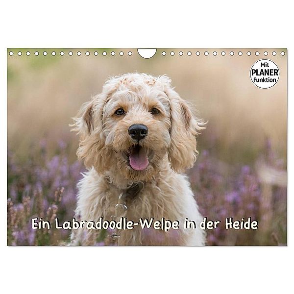 Ein Labradoodle-Welpe in der Heide (Wandkalender 2024 DIN A4 quer), CALVENDO Monatskalender, Sonja Tessen