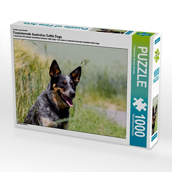 Ein Motiv aus dem Kalender Faszinierende Australian Cattle Dogs (Puzzle), Verena Scholze