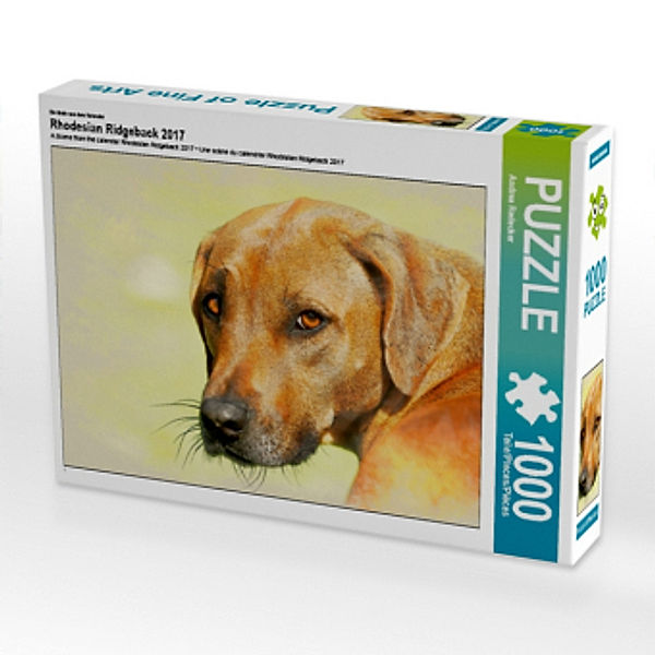 Ein Motiv aus dem Kalender Rhodesian Ridgeback 2017 (Puzzle), Andrea Redecker