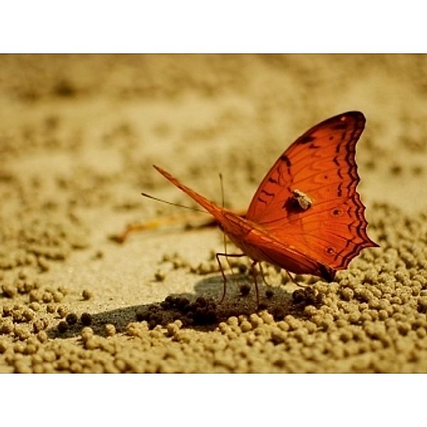 Ein Motiv aus dem Kalender Zarte Schönheiten - Schmetterlinge Malaysias (Puzzle), Bianca Schumann