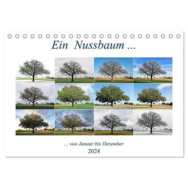 Ein Nussbaum von Januar bis Dezember (Tischkalender 2024 DIN A5 quer), CALVENDO Monatskalender, Klaus Eppele