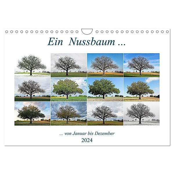 Ein Nussbaum von Januar bis Dezember (Wandkalender 2024 DIN A4 quer), CALVENDO Monatskalender, Klaus Eppele