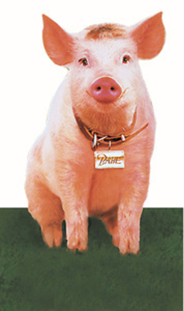 Ein Schweinchen namens Babe DVD bei Weltbild.ch bestellen