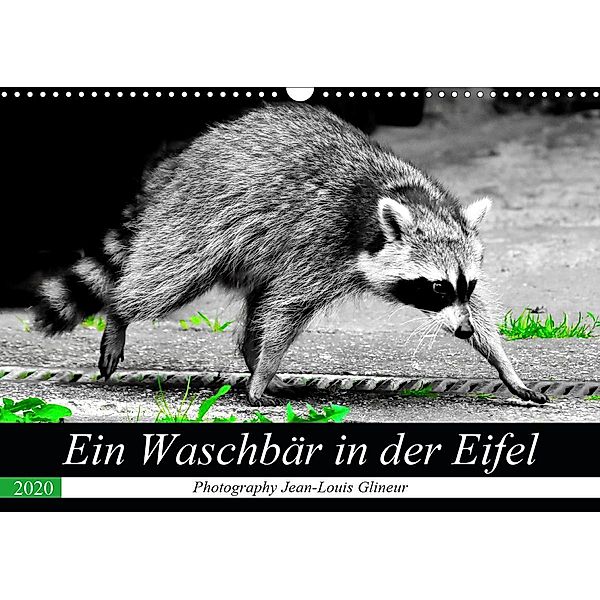 Ein Waschbär in der Eifel (Wandkalender 2020 DIN A3 quer), Jean-Louis Glineur