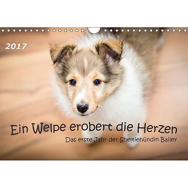 Ein Welpe erobert die Herzen - Das erste Jahr der Sheltiehündin Bailey (Wandkalender 2017 DIN A4 quer), Jasmin Bock