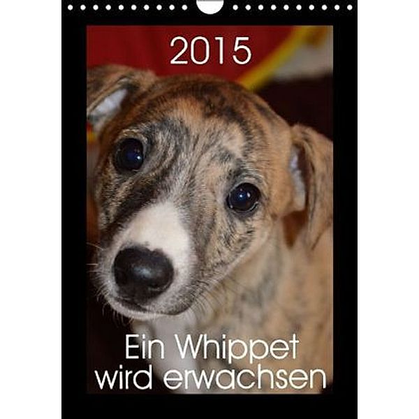 Ein Whippet wird erwachsen (Wandkalender 2015 DIN A4 hoch), Ula Redl