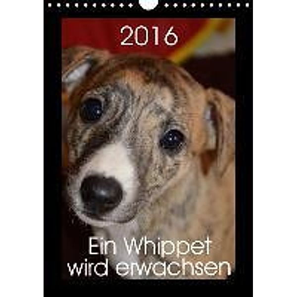 Ein Whippet wird erwachsen (Wandkalender 2016 DIN A4 hoch), Ula Redl