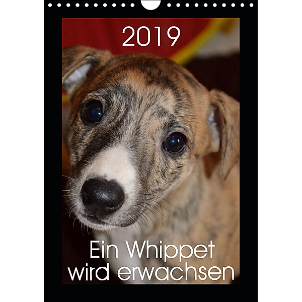 Ein Whippet wird erwachsen (Wandkalender 2019 DIN A4 hoch), Ula Redl