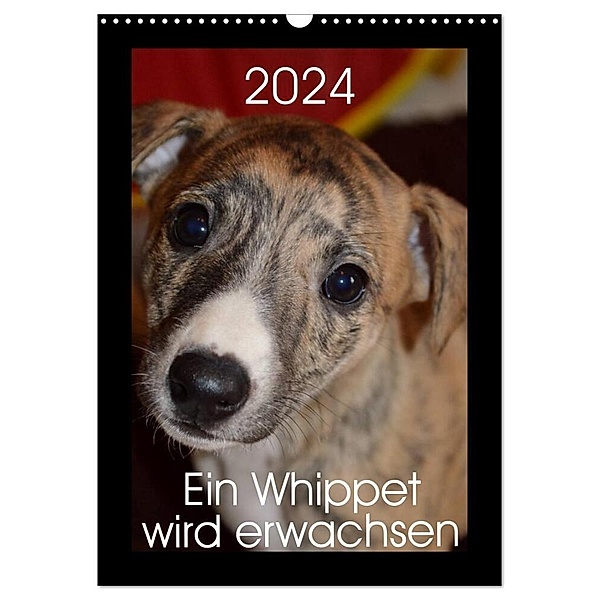 Ein Whippet wird erwachsen (Wandkalender 2024 DIN A3 hoch), CALVENDO Monatskalender, Ula Redl