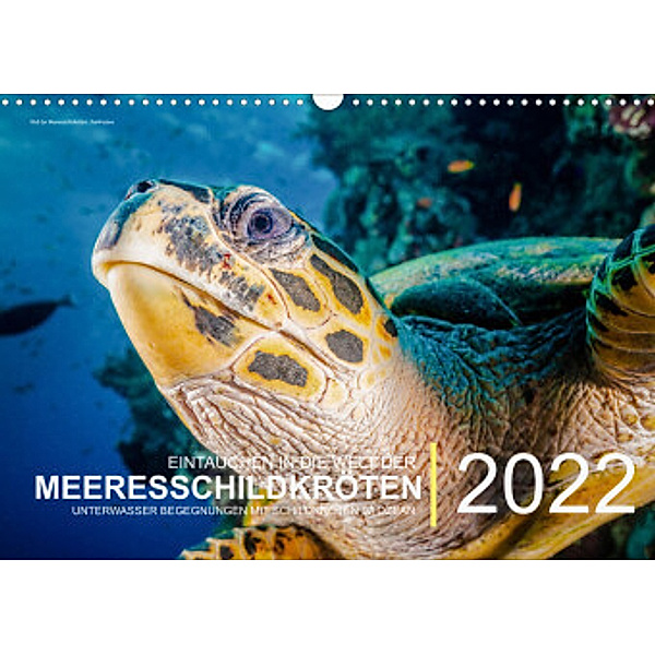 Einblicke in die Welt der Meeresschildkröten (Wandkalender immerwährend DIN A3 quer), Christian Hubo - feel4nature