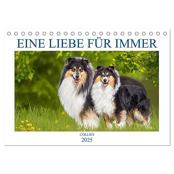 Eine Liebe für immer - Collies (Tischkalender 2025 DIN A5 quer), CALVENDO Monatskalender, Calvendo, Sigrid Starick