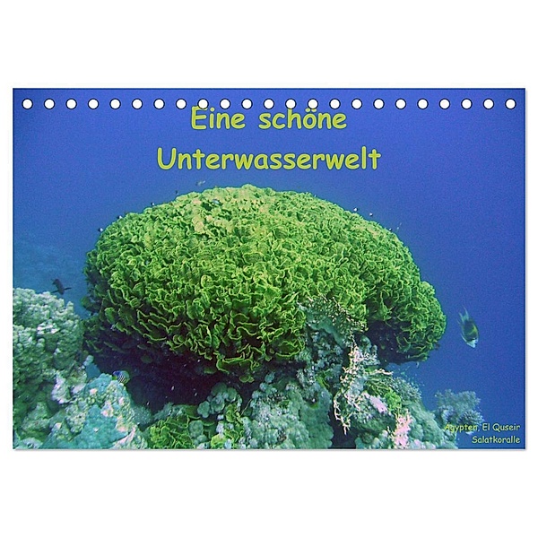 Eine schöne Unterwasserwelt (Tischkalender 2024 DIN A5 quer), CALVENDO Monatskalender, Dorothee Bauch