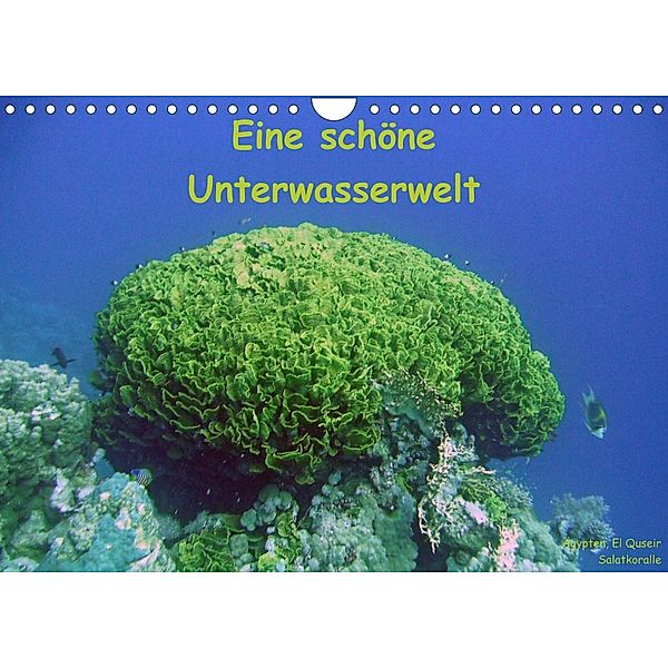 Eine schöne Unterwasserwelt (Wandkalender 2023 DIN A4 quer), Dorothee Bauch