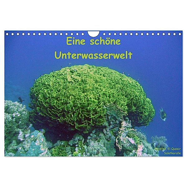 Eine schöne Unterwasserwelt (Wandkalender 2024 DIN A4 quer), CALVENDO Monatskalender, Dorothee Bauch