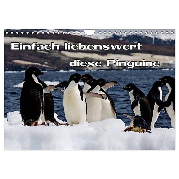 Einfach liebenswert diese Pinguine (Wandkalender 2024 DIN A4 quer), CALVENDO Monatskalender, Frank Baumert